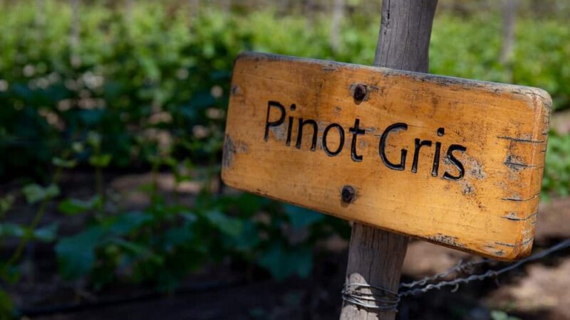 Pinot gris – skąd się wzięło i czy warto go spróbować?
