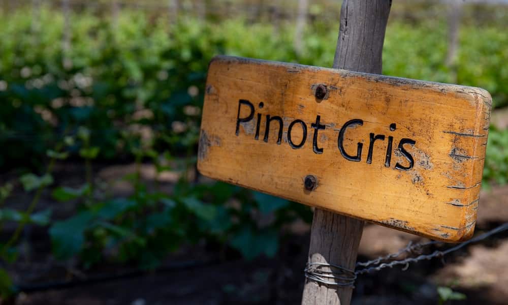 Pinot gris – skąd się wzięło i czy warto go spróbować?